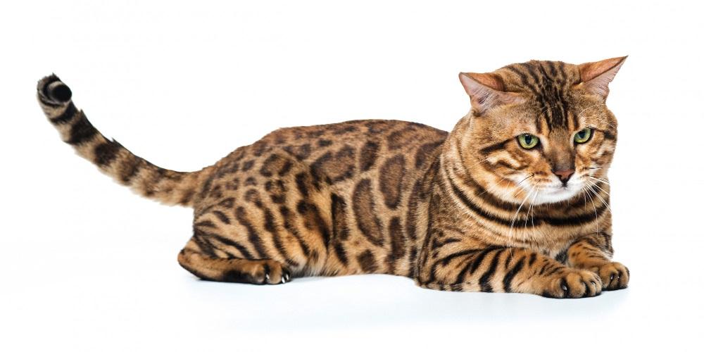 aktív bengáli macska figyelő testtartásban