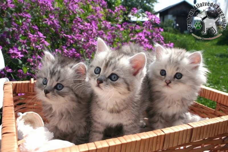 kölyökmacska lakásbiztonság