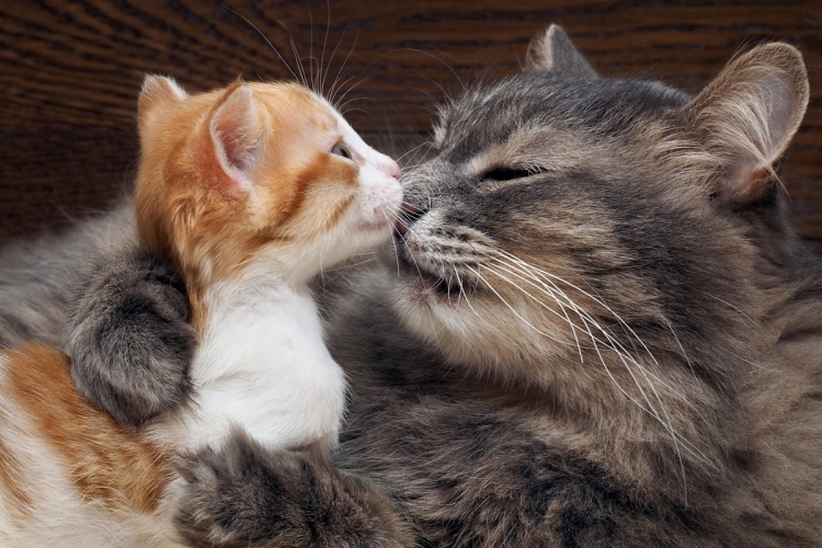 kölyökmacska gyakori hibák