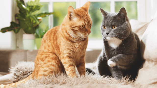 cirmos macska portré