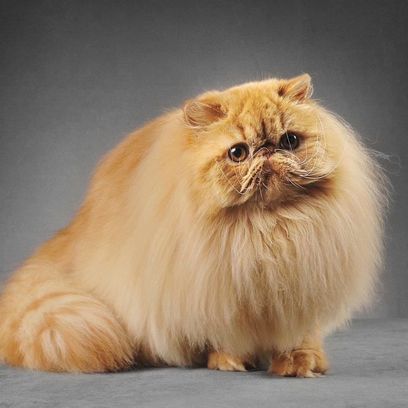 fehér perzsa cica közelről