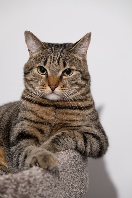 macska táplálás tippek