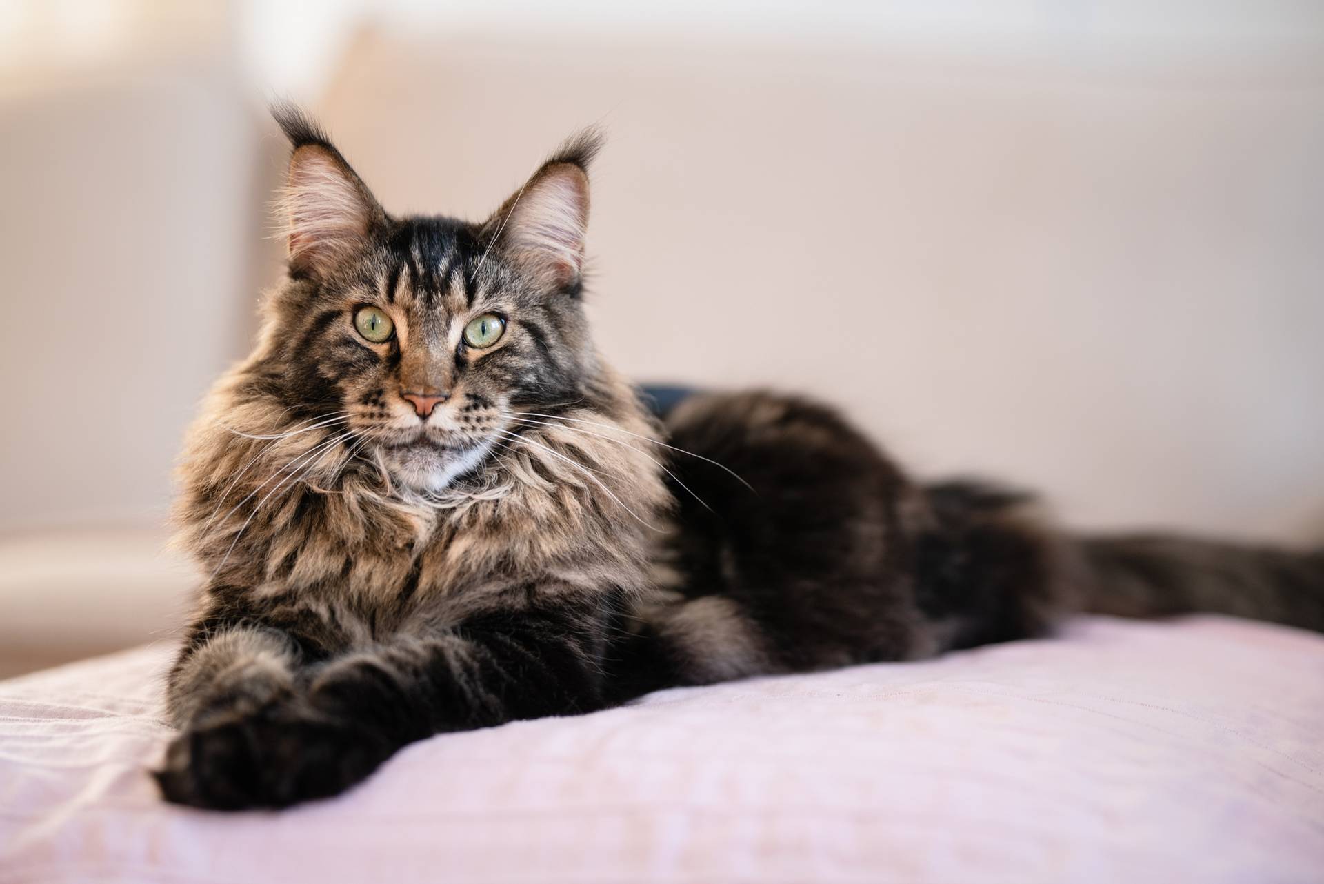 Maine Coon cica jellemzői és viselkedése