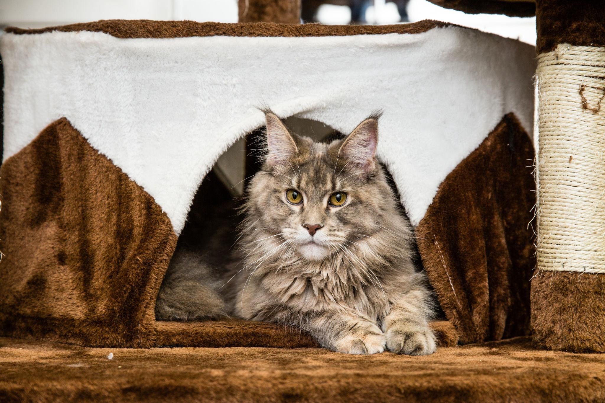 Maine Coon macska lakásban tartása otthoni környezetben