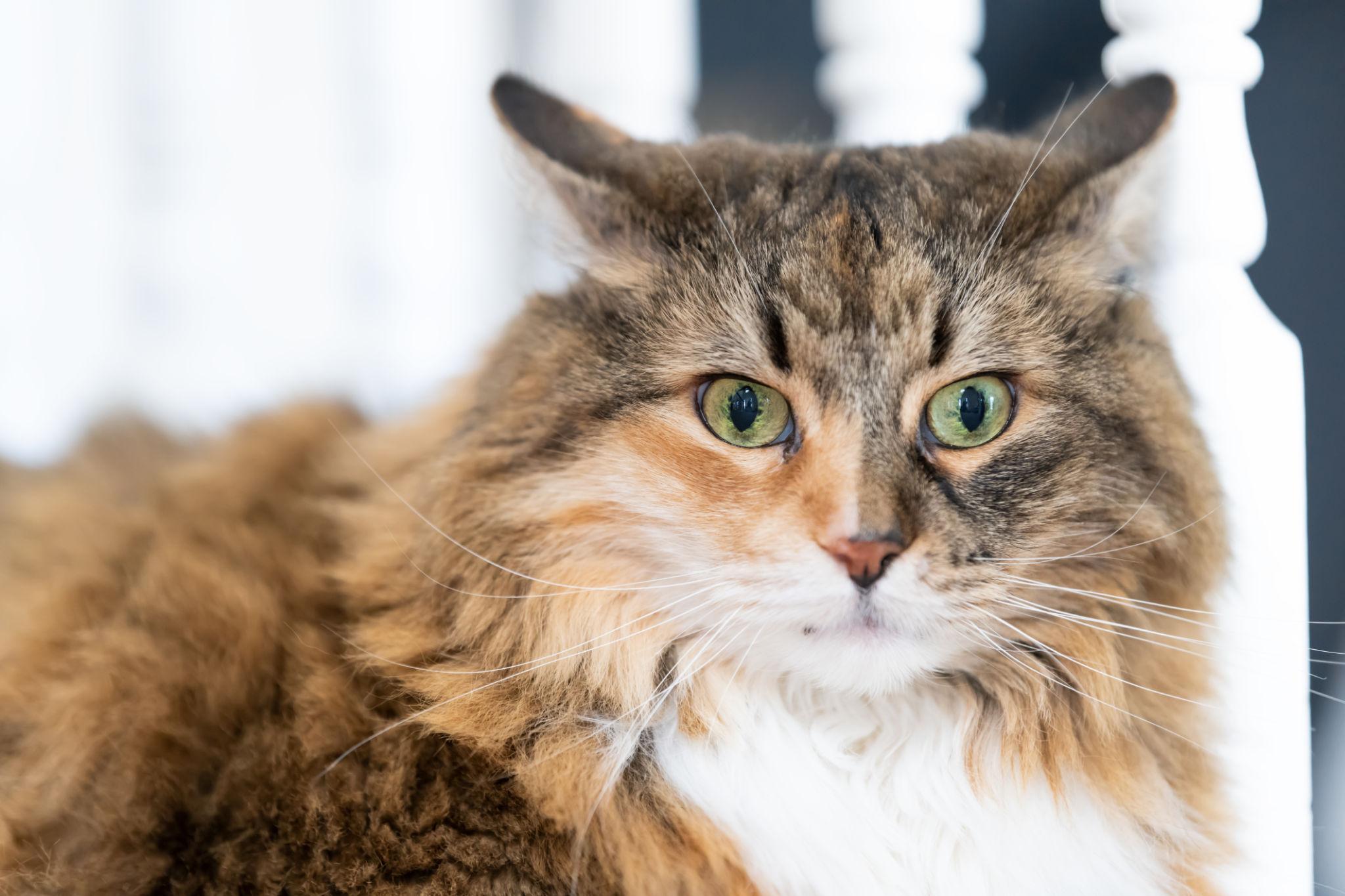 Maine Coon macska közelről dús bundával és jellegzetes arccal