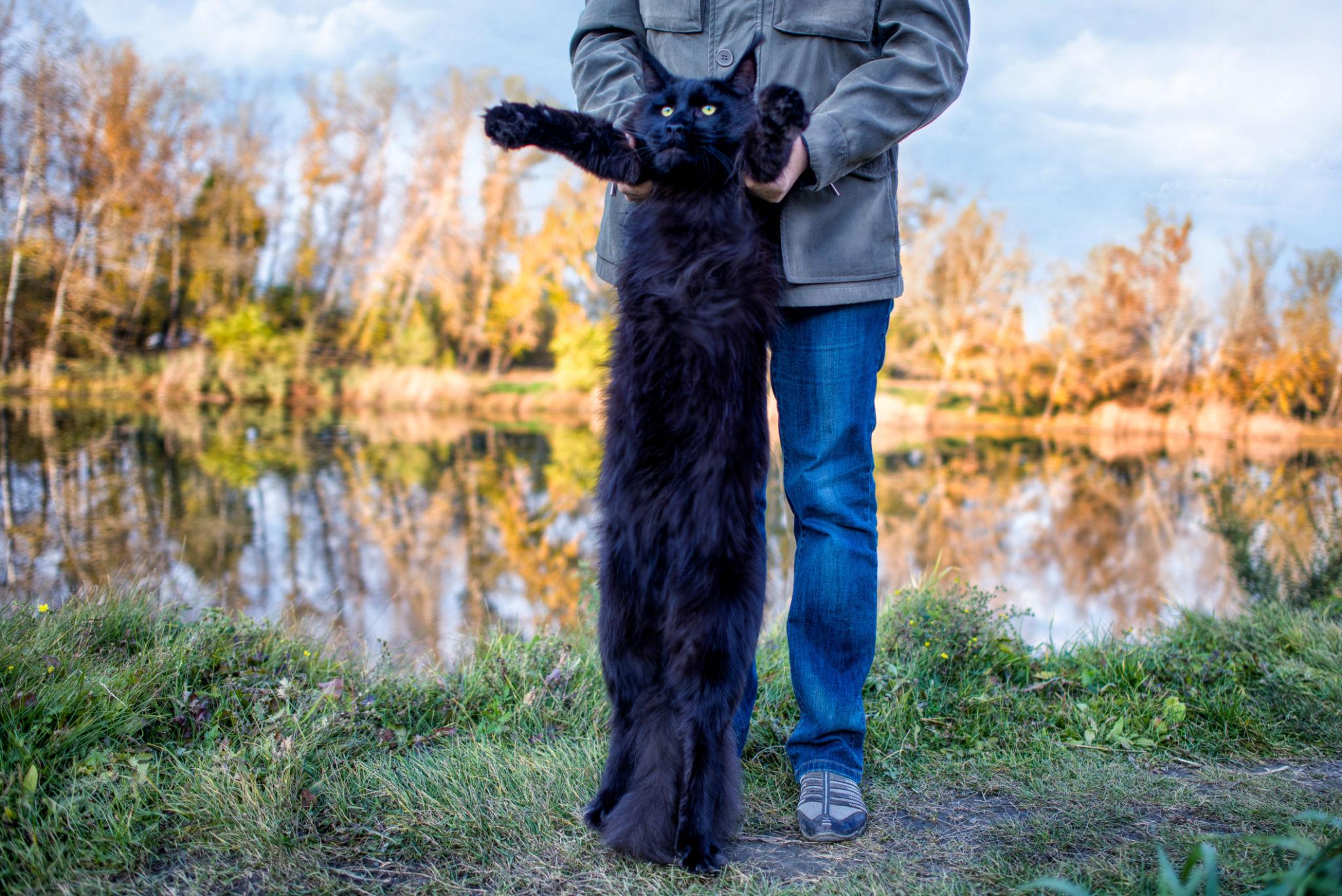 óriás Maine Coon macska méret összehasonlítás