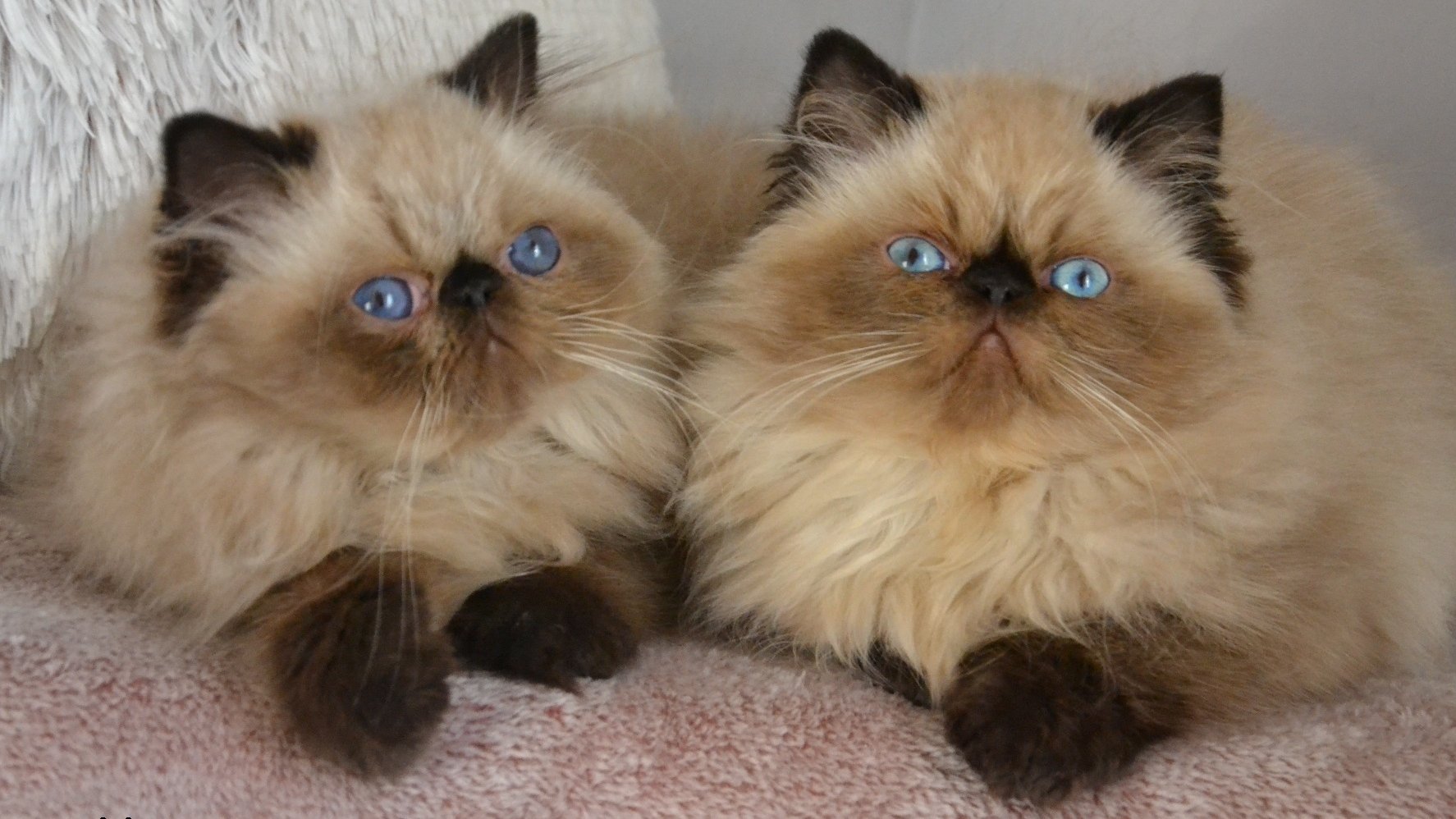 perzsa macska gondozása