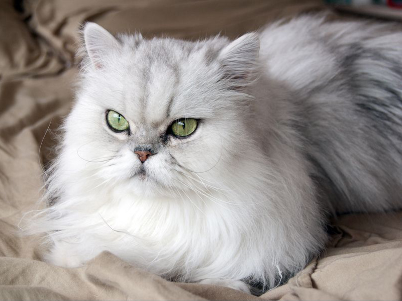 perzsa macska fekhelyen