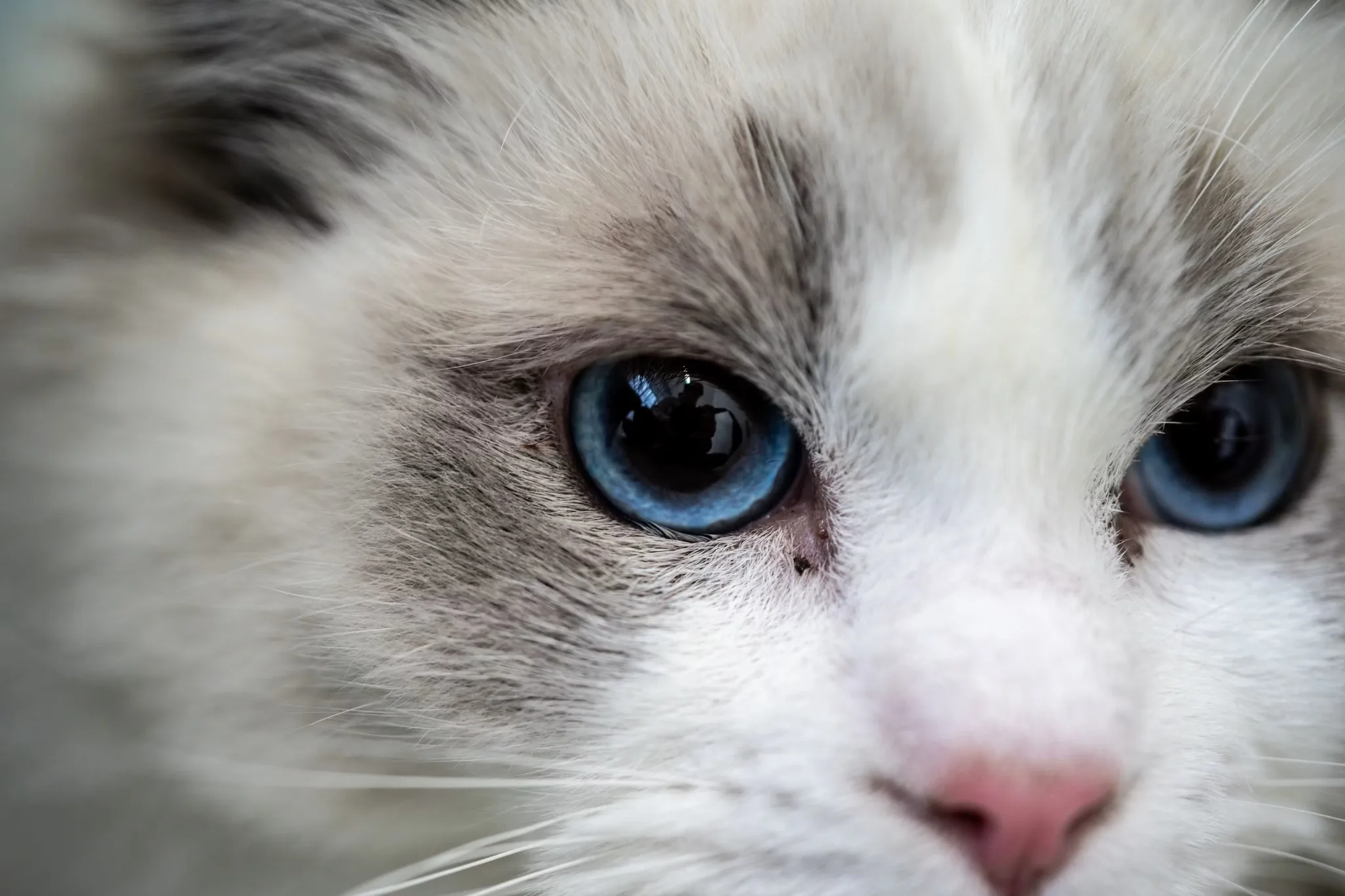 Ragdoll kiscica jellegzetes kék szemekkel