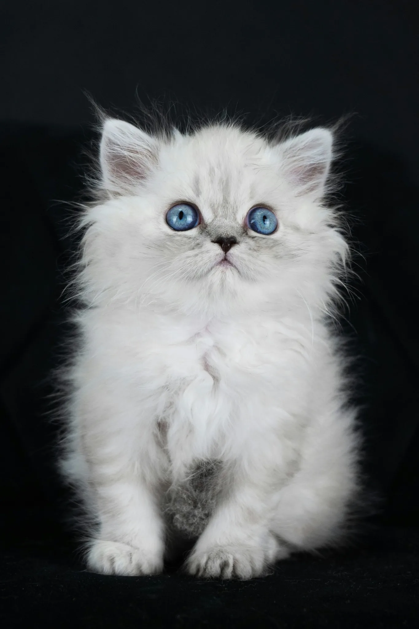 Fehér Ragdoll kölyökmacska kék szemekkel