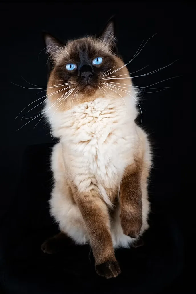 Ragdoll macska elegáns portréja