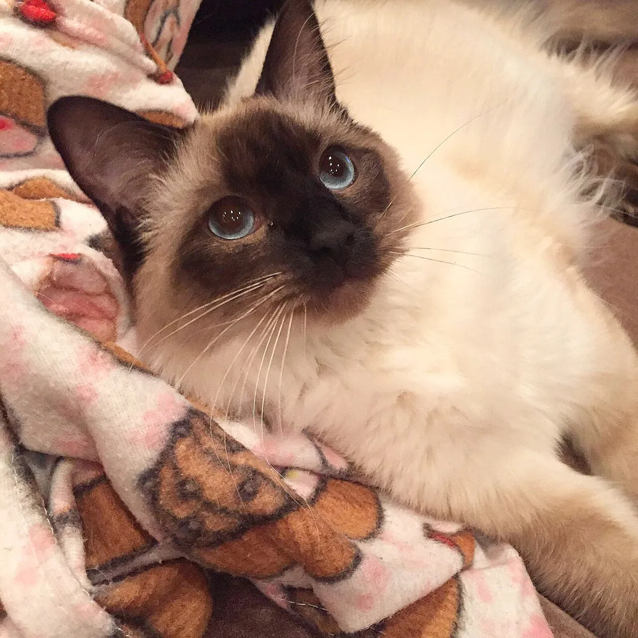Nagytestű Ragdoll macska kék szemekkel
