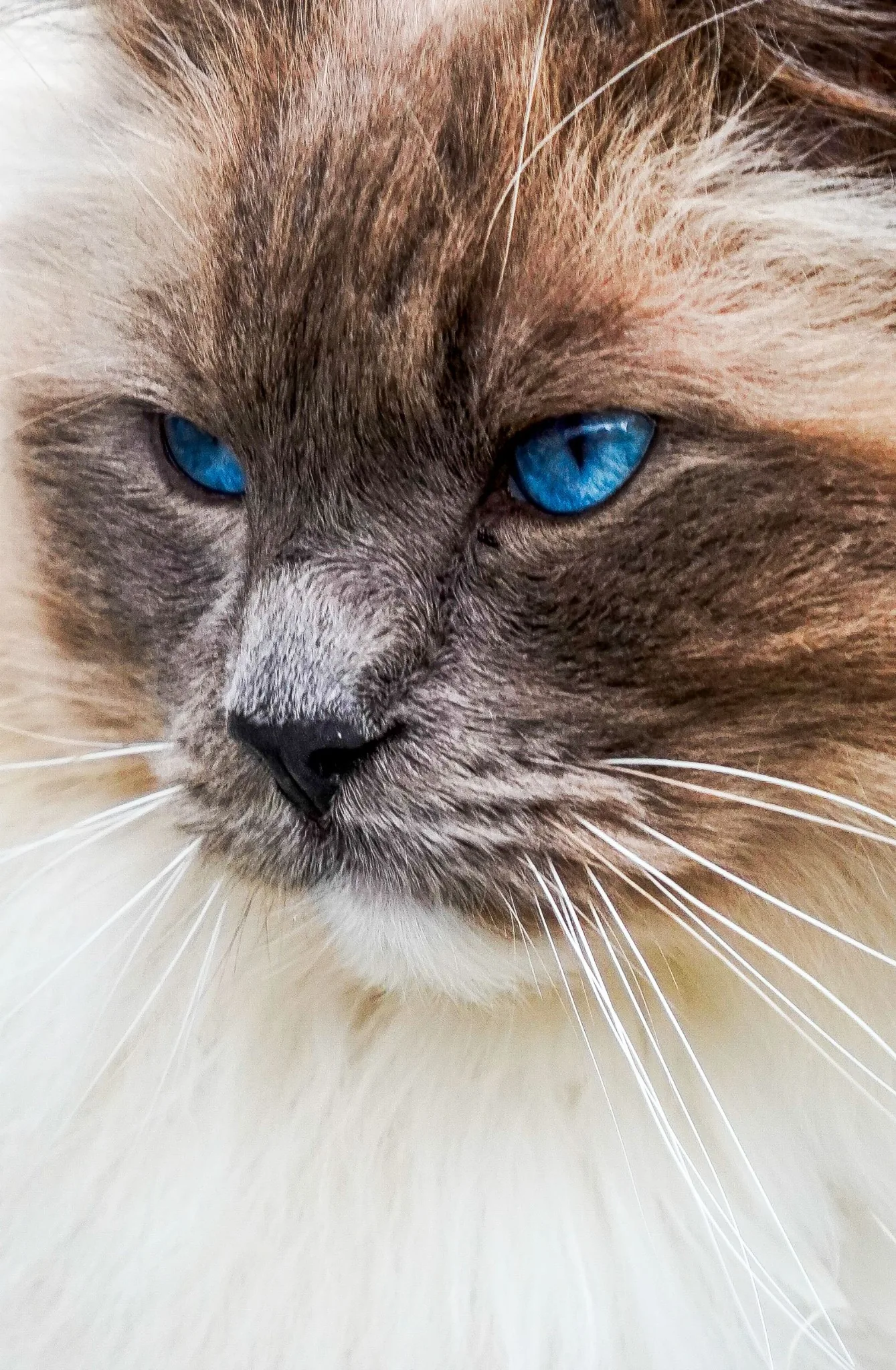 Ragdoll macska közeli portré puha szőrzettel