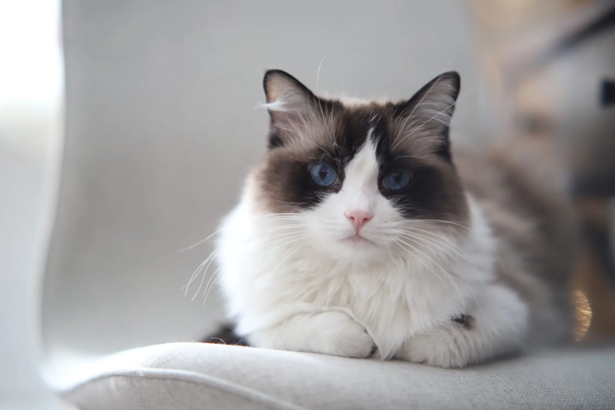 Ragdoll macska otthoni környezetben