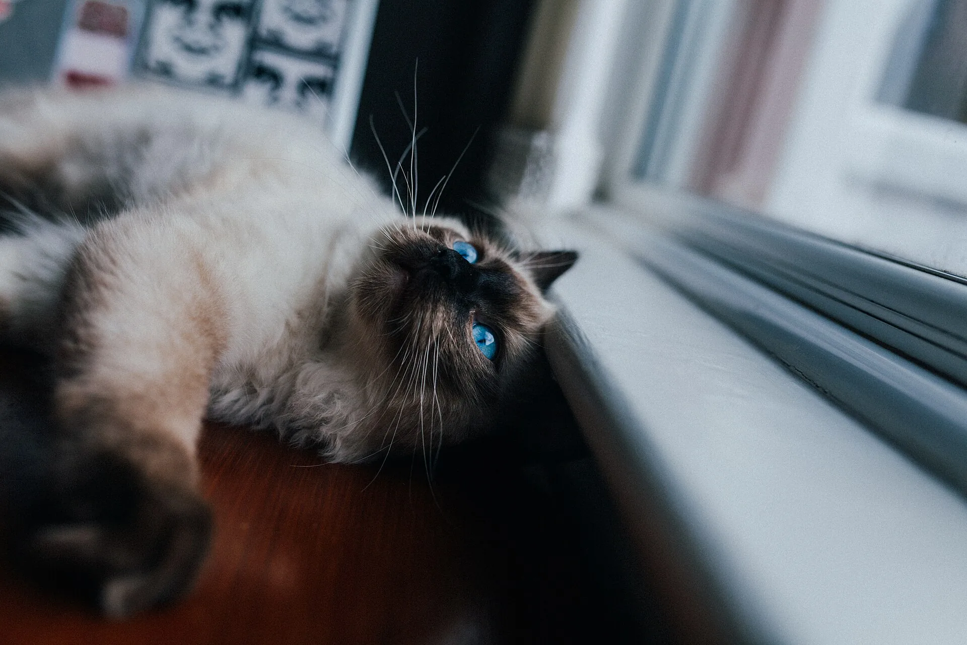 Ragdoll macska pihen az ablak mellett