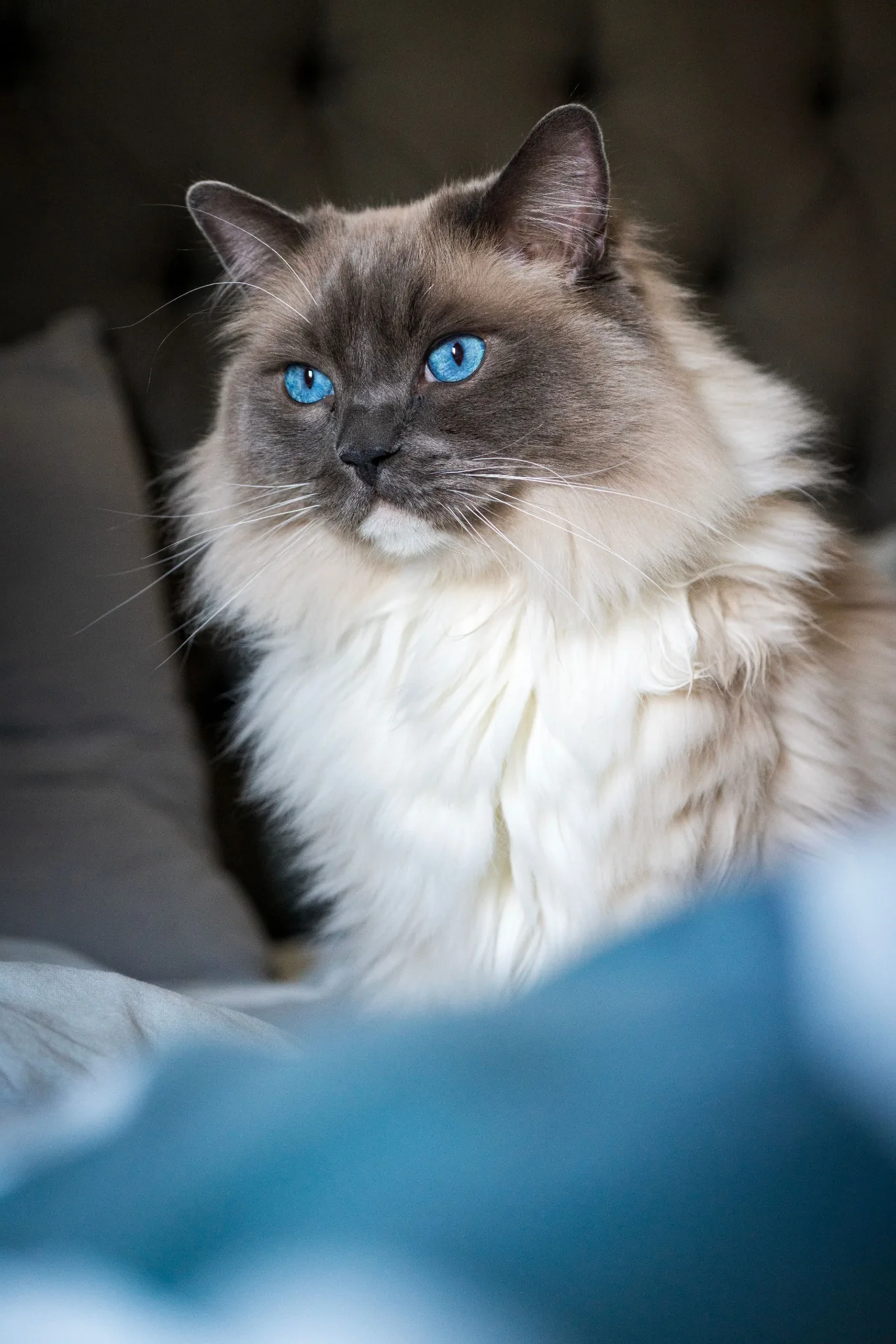 Ragdoll macska portré kék szemekkel